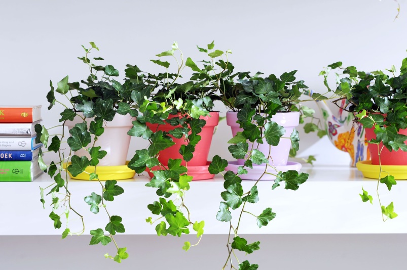 English Ivy