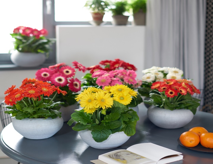 Gerbera Daisy