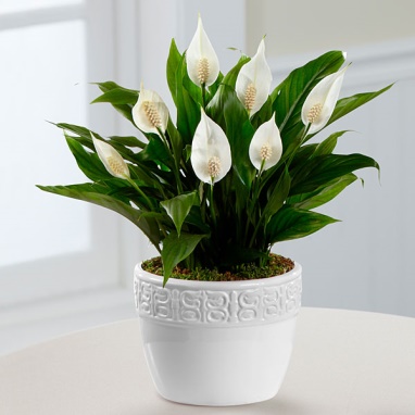 Peace Lily