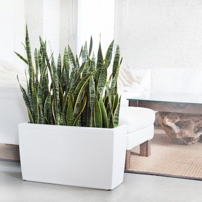 Snake Plant