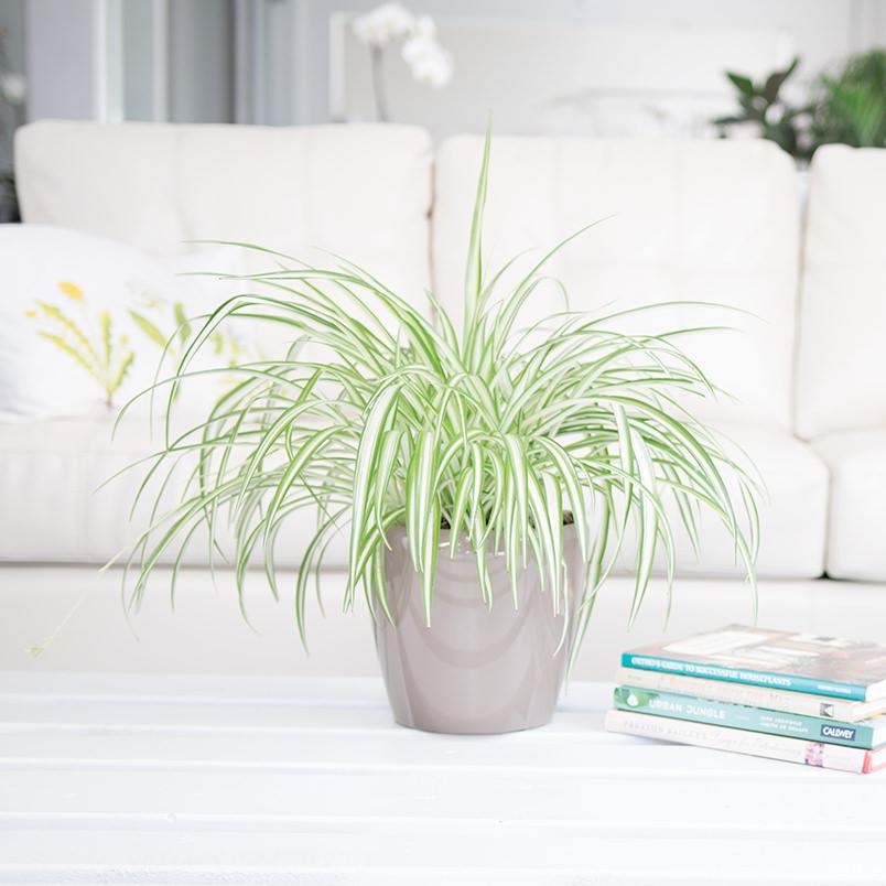 Spider Plant